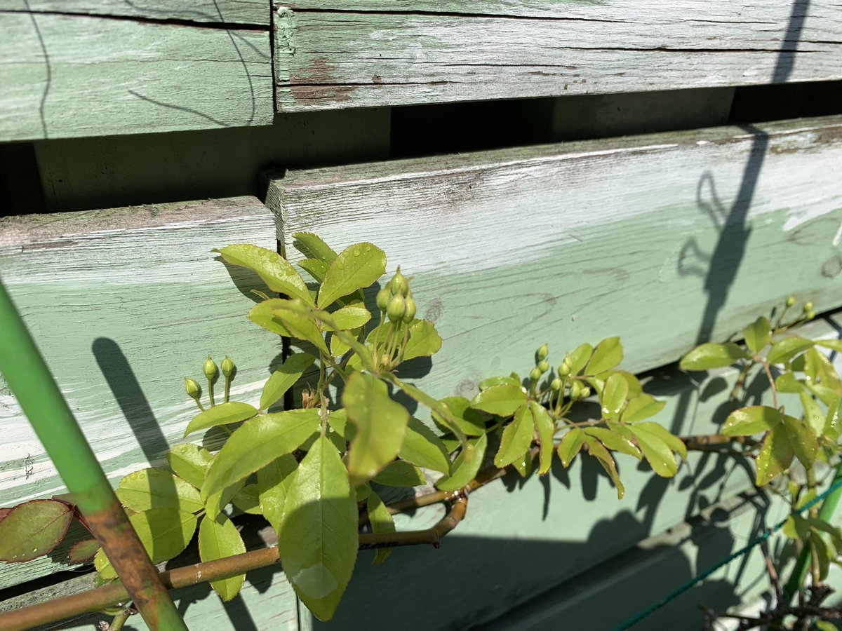 WBC㊗️優勝
おめでとうございます

春めいて来て
寒い時期に植えた球根が咲いている
もう少しかな？

バラ🌹もつぼみをつけて来ました

自分も成長したいです