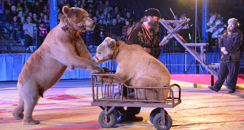 CIRCOS = NEGOCIO DE VIOLENCIA ANIMAL 🎪

Resulta vomitivo como todavía existen países que permiten la crueldad hacia los animales como espectáculo, en este caso circense.