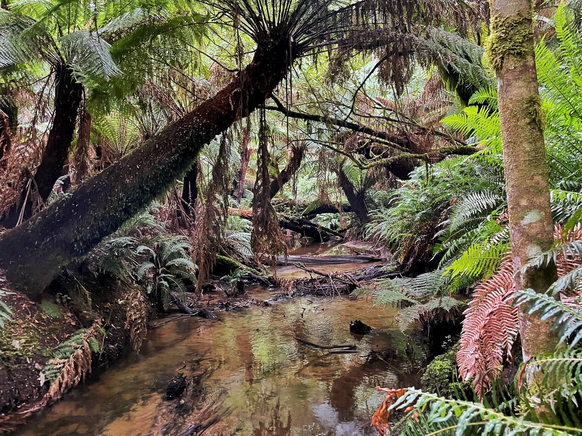 UOM Palaeoecology-Palaeoclimatology tweet media