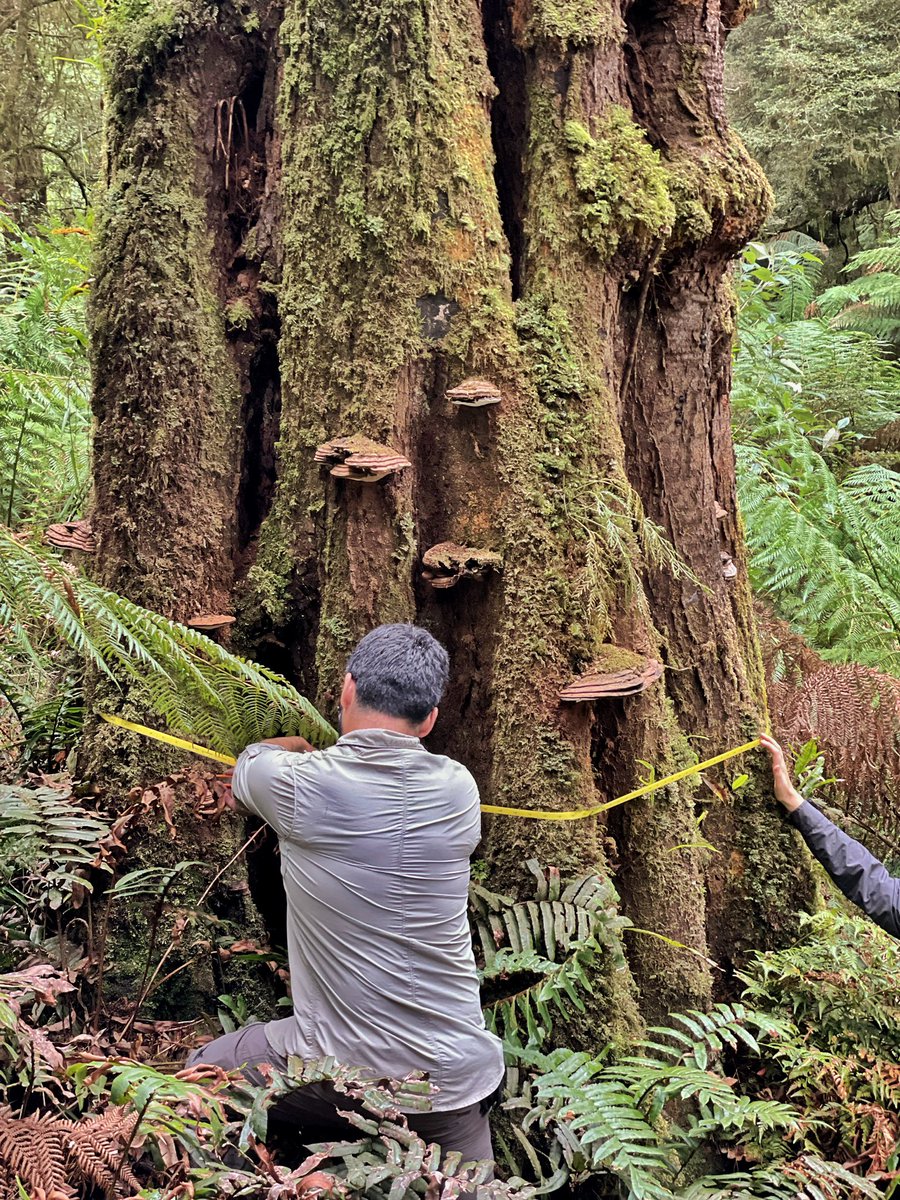 UOM Palaeoecology-Palaeoclimatology tweet media