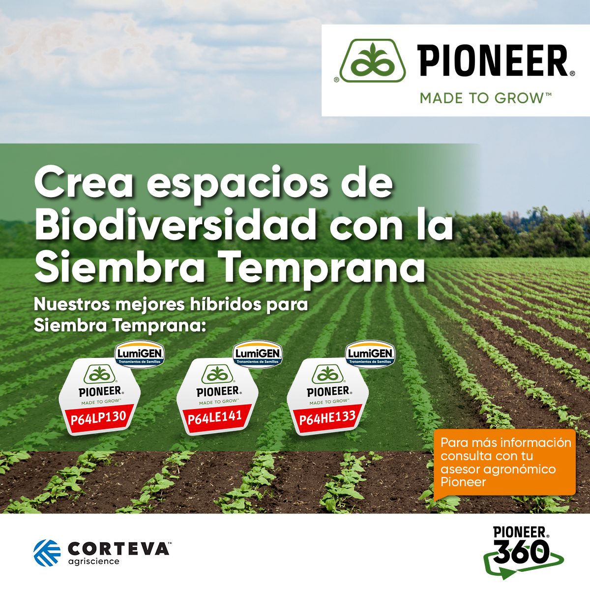 CortevaES's tweet photo. ¡Prepara la campaña de #girasol🌻con #Pioneer!🌱
Nuestros híbridos con tecnología #LumiGEN, unidos a nuestro servicio #Pioneer360, te ayudarán a obtener los mejores resultados👇🏻
#SiembraTemprana https://t.co/mtvJH4CiOP