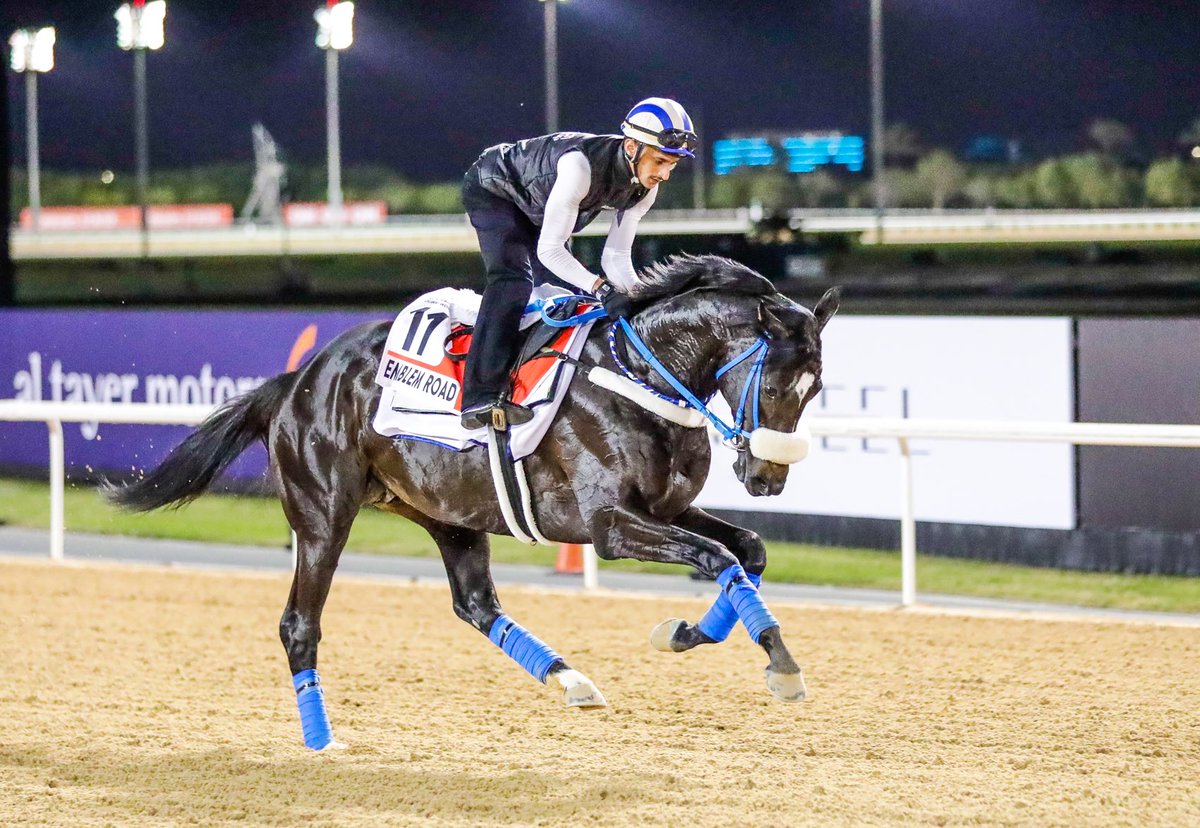 " امبلم رود " Emblem Road " 
بطل #كأس_السعودية 🇸🇦🏆2022
للمالك الأمير سعود بن سلمان بن عبدالعزيز، أثناء التمارين الصباحية استعدادًا 
لـ #كأس_دبي_العالمي  🇦🇪G1 🐎 
#DWC23