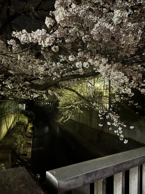 夜桜カルテット 