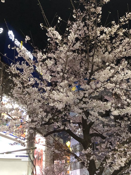 夜桜四重奏 