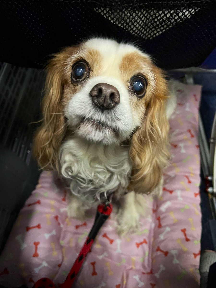 Are you sure this plane is going to Orlando? #GlobalPetExpo