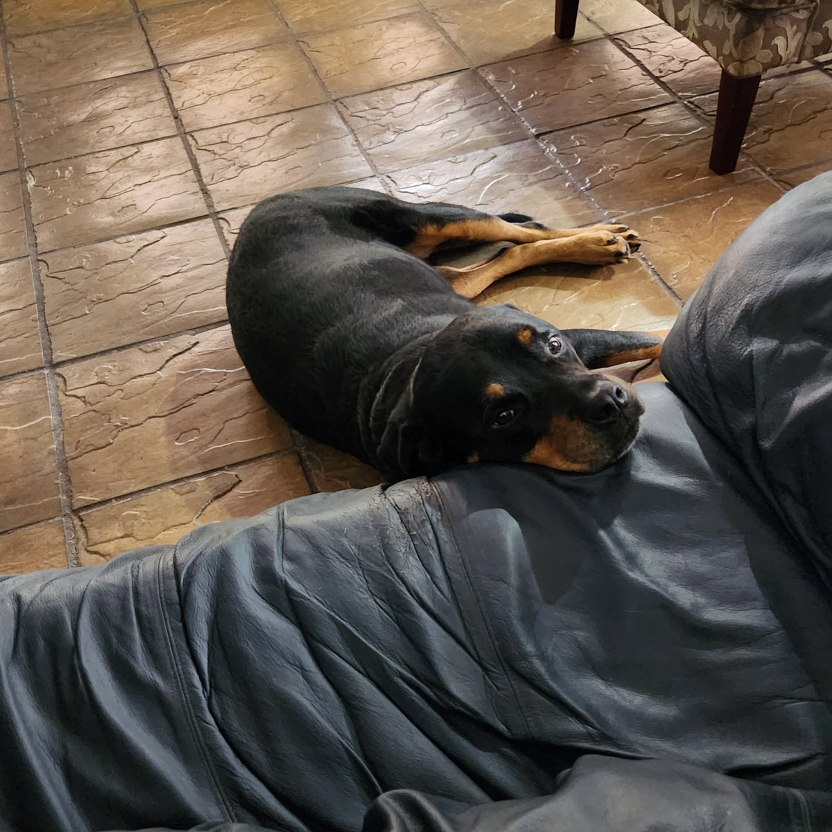 Rottdoglife's tweet photo. Getting some support and keeping your head up is no crime. #rottweilerdoglife #dogsoftwitter #dogs #dogsarefamily #dogs2023 #pets #animals #animallover #rottweilers #lifestyle #love #germanrottweiler #americanrottweiler #storm https://t.co/rKxYKtcftd