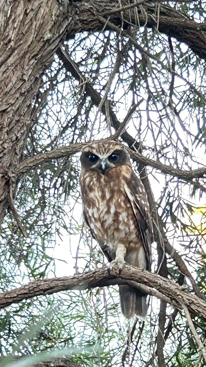 paulinewrites's tweet photo. Love the eyes. Little backyard visitor. #boobook https://t.co/9lkfrmBwMB