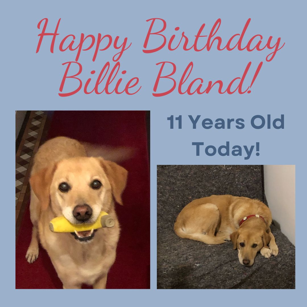 Happy Birthday to the best furry friend, recovery buddy and writing buddy one could hope for! (Some of her adventures feature in my book bit.ly/3GqkmwC) #DogsofTwittter #birthday #BillieBland