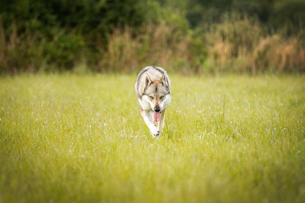 MasterPapou's tweet photo. Ma copine est photographe professionnelle, reconnu pour ses talents a photographier des animaux (exemple avec mon chien) Elle aimerais offrir ses service à @TaniereZoo pour créer un calendrier qu'ils pourraient revendre afin de financer leurs structures / les soins! RT SVP🙏 https://t.co/C6zQMXK98T