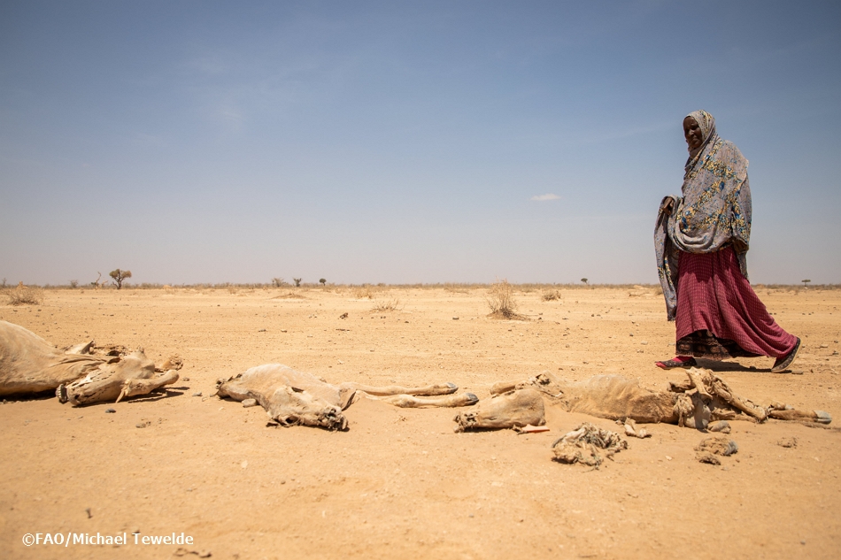 FAOnews's tweet photo. 🤝 @FAO welcomes a €25 million contribution from Germany to improve access to food and boost rural livelihoods in drought-affected communities in Ethiopia, Kenya, Somalia and the Sudan. 

👉 https://t.co/kWZaEwFxJF https://t.co/s1kRVO1bLs