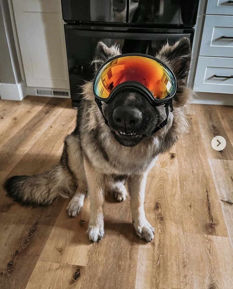Putting on my goggles and getting ready to go out. Hehe~ Am I handsome?😎
.
.
#vanpardo_online #VANPARDO #DOG #PET #DOGS #PETS #DOGLOVER #PETLOVER #DOGSLIFE #PETLIFE #dog #dogs #pets #petlover #doglover #goggles #doggoggles