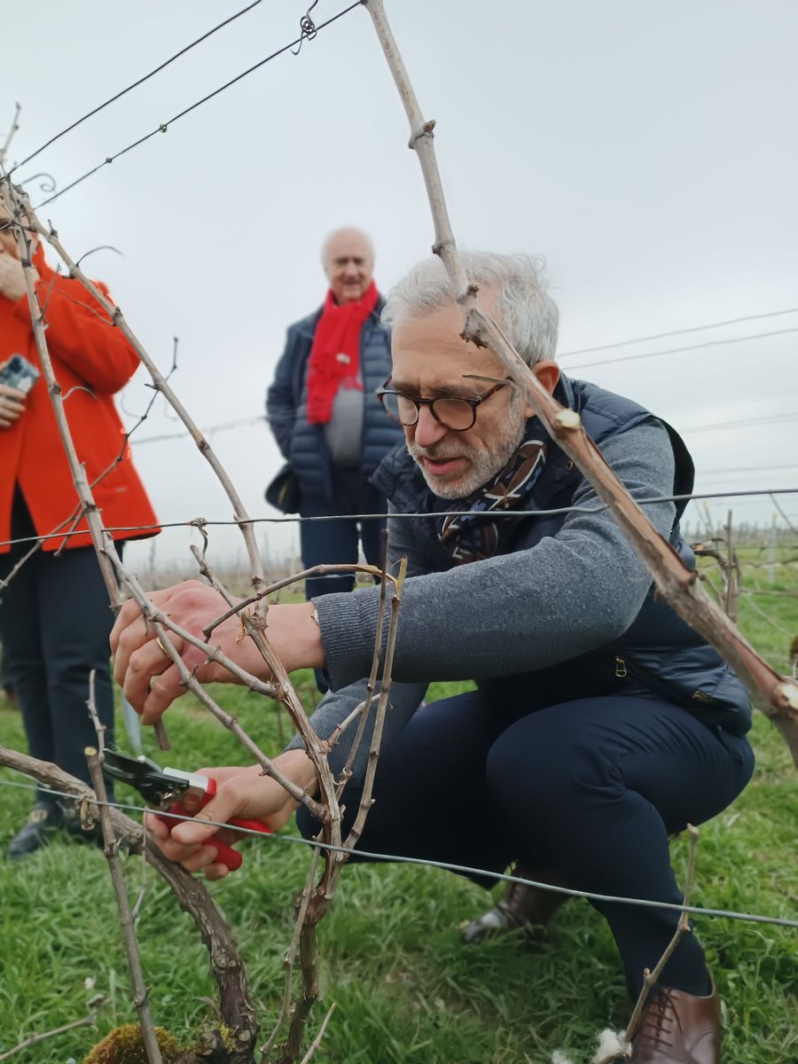Prefet51's tweet photo. Henri Prévost, préfet de la Marne, a participé à un cours technique sur la taille des vignes sur le domaine d'Avize Viti Campus, accompagné de Christophe Pernet, président de la corporation des vignerons. https://t.co/YCApDjbxRK