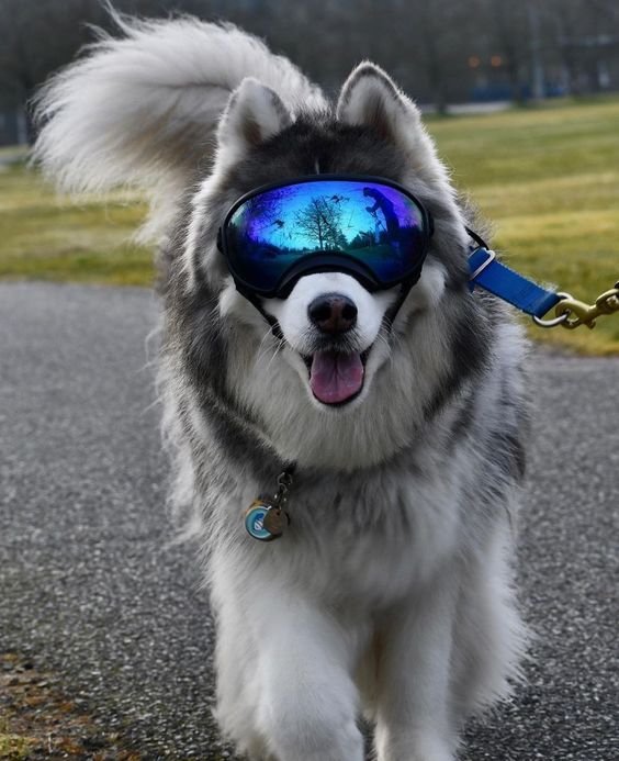 I must be the coolest kid on this street!😝
.
.
#vanpardo_online #VANPARDO #DOG #PET #DOGS #PETS #DOGLOVER #PETLOVER #DOGSLIFE #PETLIFE #dog #dogs #pets #petlover #doglover #goggles #doggoggles