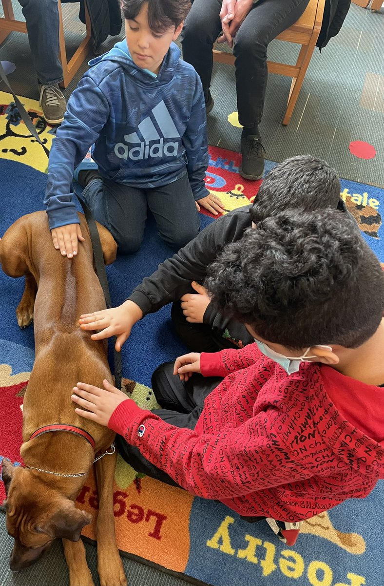 RCSDHBM's tweet image. We had a wonderful SEL visit from Kanzi in the library yesterday. She is a Rhodesian Ridgeback and we love her visits! 📚💚🐾 @RCSDNYS  @RCSDLibraries  #onercsd