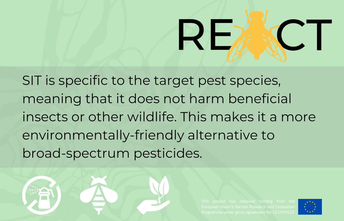 REACT_insect's tweet photo. The use of Sterile Insect Techniques #SIT in pest control has many advantages. One of them is that it can be used for specific target species. 

#ecofriendly #pestcontrol #HorizonEU https://t.co/3xzn1tzXaQ