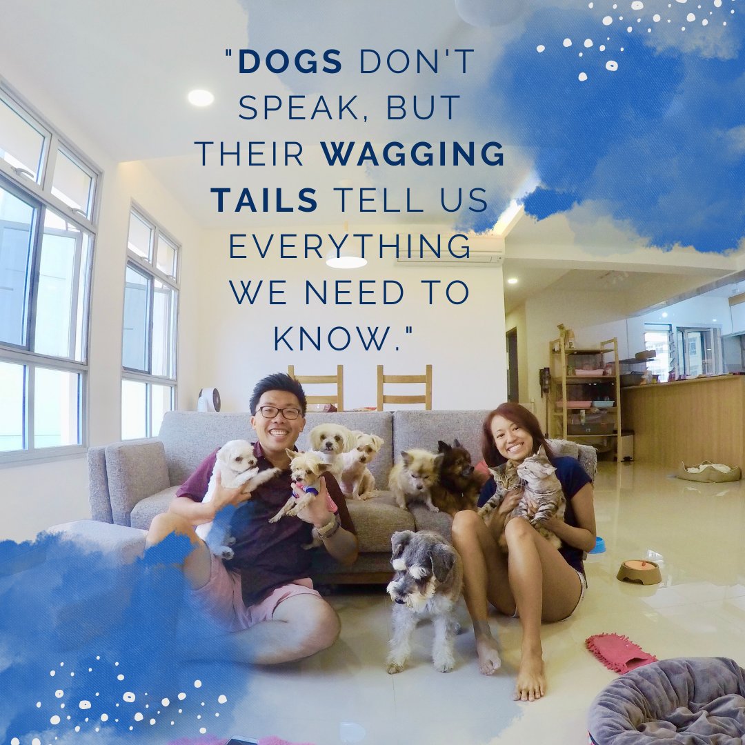 Crys & Mel's Dog Boarding Singapore (@crysnmelsDBS) / Posts / X