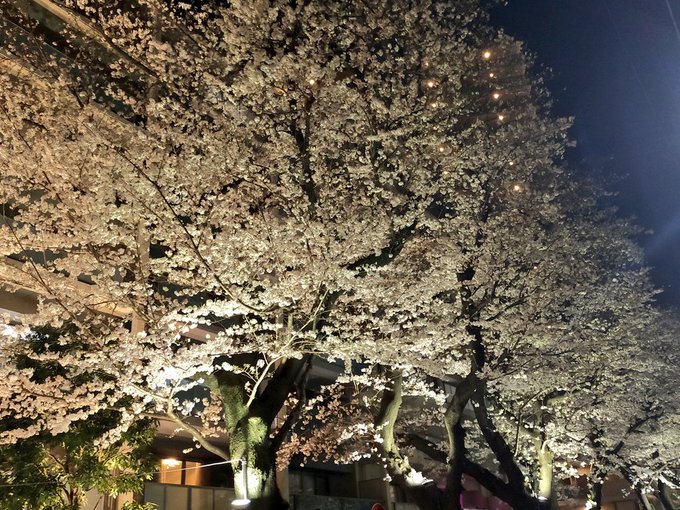 夜桜四重奏#夜桜 #桜並木 #桜2023 