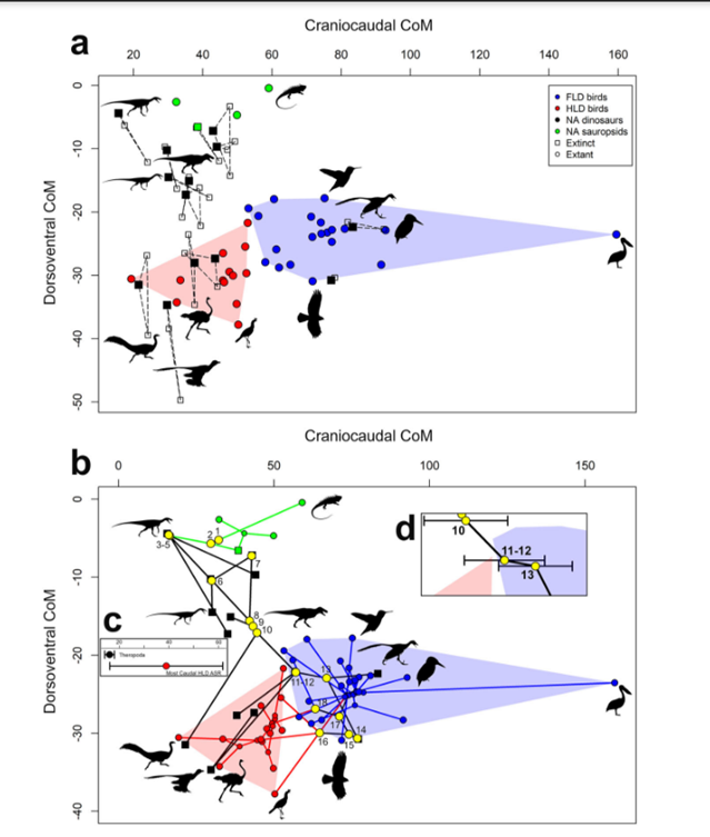 Dr Alice Maher (@maheralice) on Twitter photo Really proud of this collaboration #research on Decoupling body shape and mass distribution in birds and their dinosaurian ancestors in <a href="/SpringerNature/">Springer Nature</a>, rdcu.be/c8cwM, <a href="/JohnRHutchinson/">Professor John R. Hutchinson</a> <a href="/paleofox/">Emma R Schachner PhD</a> <a href="/ryndmrk/">Dr. Ryan Marek</a> Karl bates Really proud of this collaboration #research on Decoupling body shape and mass distribution in birds and their dinosaurian ancestors in <a href="/SpringerNature/">Springer Nature</a>, rdcu.be/c8cwM, <a href="/JohnRHutchinson/">Professor John R. Hutchinson</a> <a href="/paleofox/">Emma R Schachner PhD</a> <a href="/ryndmrk/">Dr. Ryan Marek</a> Karl bates