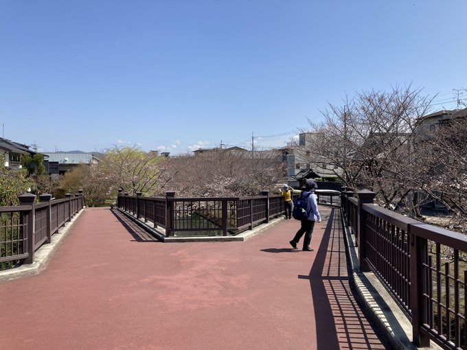 京都で用事があったので、「伏見であい橋」に寄ってみました。桜🌸咲いてました。今週末くらいに満開かな？柳もきれいでした。#