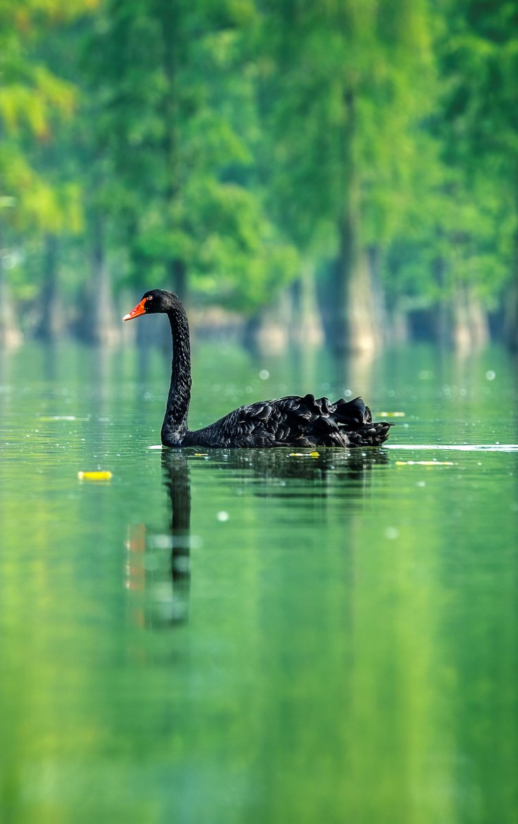AnhuiTravel's tweet image. The luxuriant forest reflects on the water’s surface, sparkling, and a black swan is leisurely swimming in Chishan Lake, just like walking in a painting. (Located in Chuzhou City)
#SpringTea #FeelAnhui #SpringLook #TrackAnhui