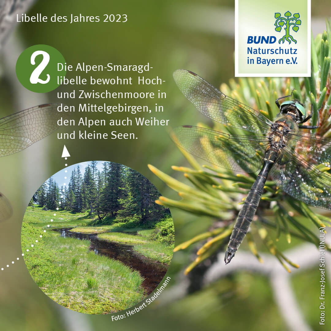 bundnaturschutz's tweet photo. Die Alpen-Smaragdlibelle ist #Libelle des Jahres 2023.
Sie ist eine seltene Großlibelle u vom Aussterben bedroht. Als „kälteliebende“ Art kommt sie in Deutschland nur in Lagen über 750m vor. Klimaerhitzung bedroht ihren Lebensraum und den der Larven.
#TagDerInsekten https://t.co/tnEl9nyPLc