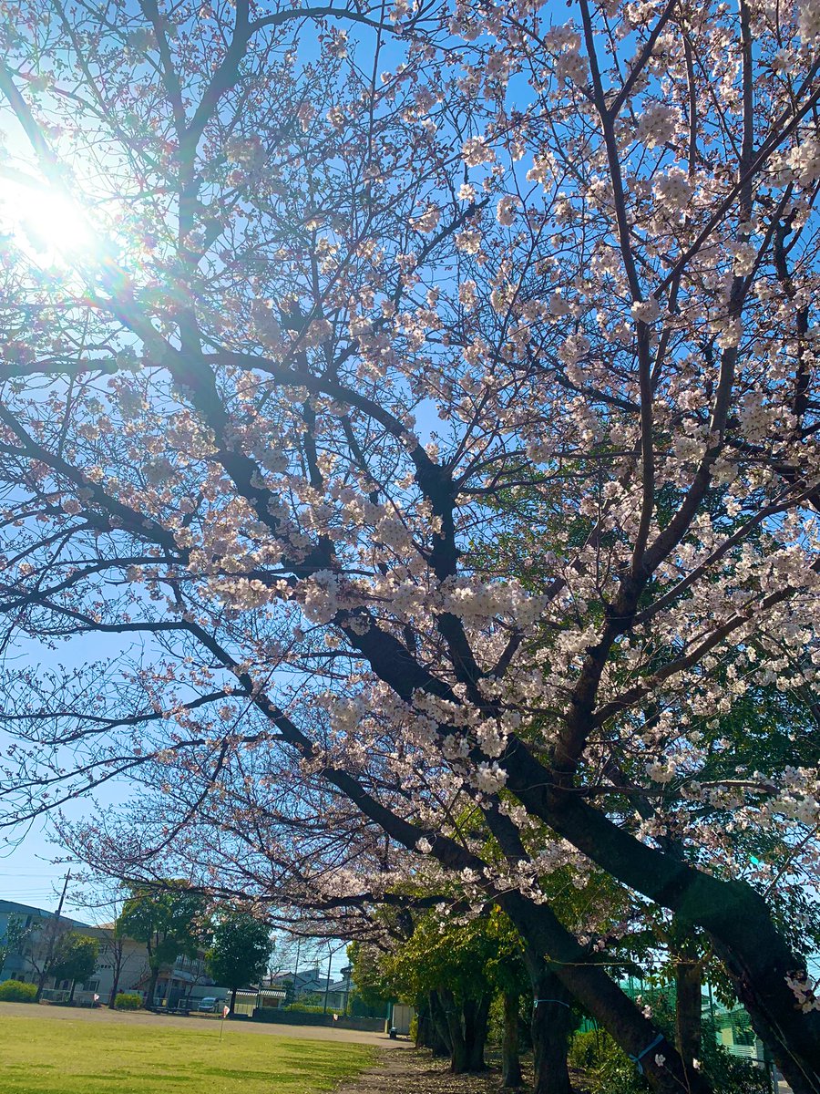 皆様お変わりありませんか？今日はここ太田市も暑かった💦　そして西藤中央公園の桜🌸も華やいできました‼️
現在の公園の様子を送ります…
アマーティ　は［ランチからカフェタイムの夕方まで営業］
☆毎週(火)曜定休日です。