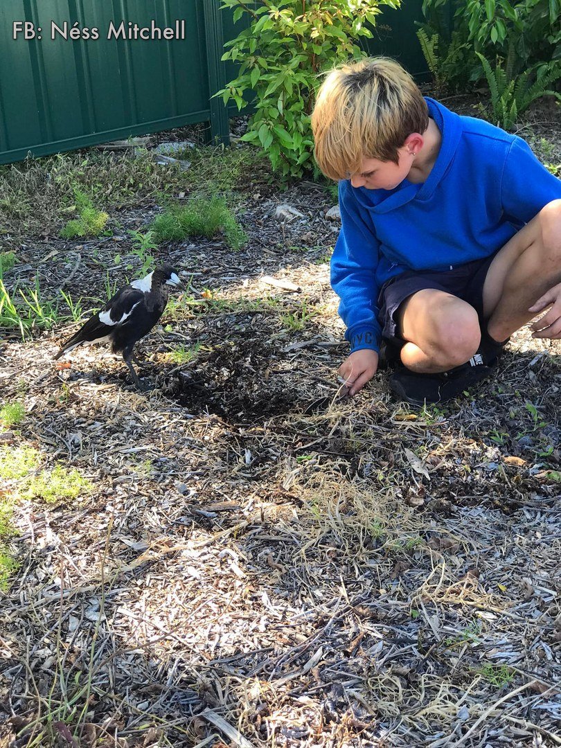 'My son has the kindest heart. Yesterday afternoon I caught him out in the backyard with the magpies helping them find food 😍 magpies aren’t as scary as they are made out to be that’s for sure 😀 I hope this brightens someone’s day,...
⭕️Read more in reply👇