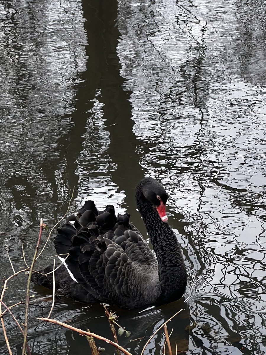 Wat een prachtig dier. #nietzondernatuur #vogels