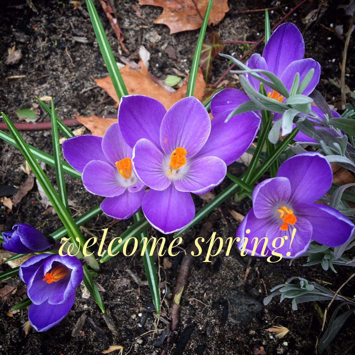ruben_corella's tweet photo. #felizprimavera #hellospring #welcome #welcomelove #welcomeflowers #fleurs #flor #flowerpower #eclat #bouquet #aroma #enjpyspring #printemps #purpleflowers #gardens #garden https://t.co/9N5xrNdp4d