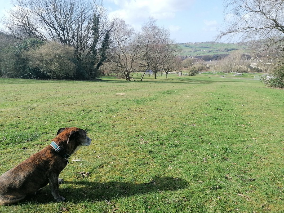 Enjoying the sunshine mapping Banks Wood park for Xplorer. Got my helper with me!
