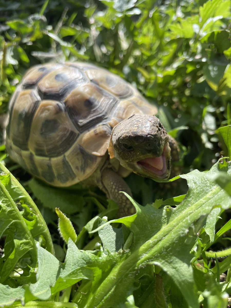 Voldetort18's tweet photo. Errrr myyyyy gawdddddd dandi leaves! First time the human has let me out in what feels like a life time…. Maybe if I “feed her to the fish” I may get released sooner #Voldetort #hermanntortoise #happytortoise #Voldetortthehermanntortoise https://t.co/ZFpsj8Od6v