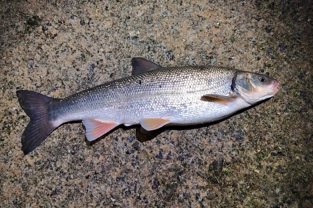 お前には、二度と釣れないでくれと言ったはずだ 