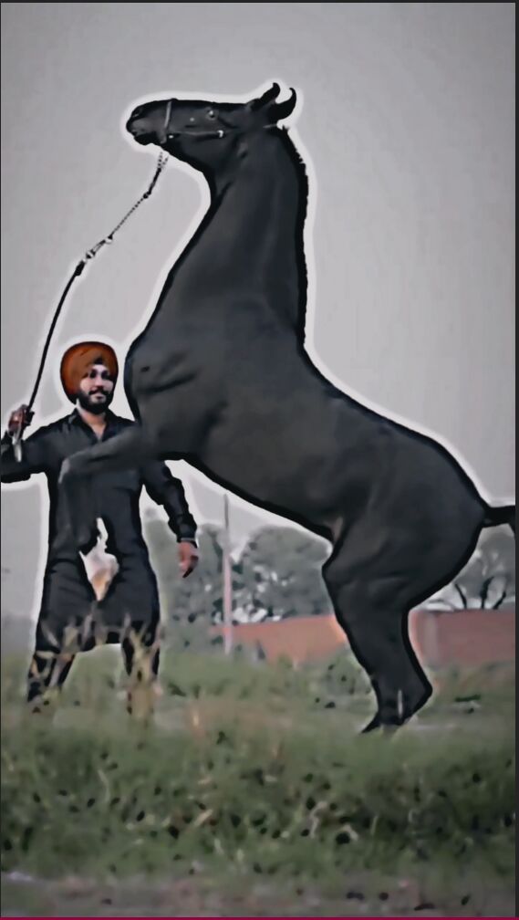 MeraFarmhouse's tweet photo. Horse Lover
#shonk #shonkijatt #shonki #jattlife⚠ #jattlifestyle #hourse #ghode #ghodeya_vale_sardar #punjabi #trendingnow #newpost #instagramers #instagramlover #shonkisardar👳 #ghodewarga #sidhumoosewala #babumaan #karanaujla #mandi #knt #jattattitude #jattwaad #jattlife https://t.co/VcteTIzliY