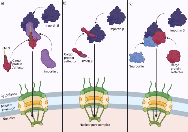 New Review on nuclear effectors out now: export, import, modulate! bsppjournals.onlinelibrary.wiley.com/doi/full/10.11…