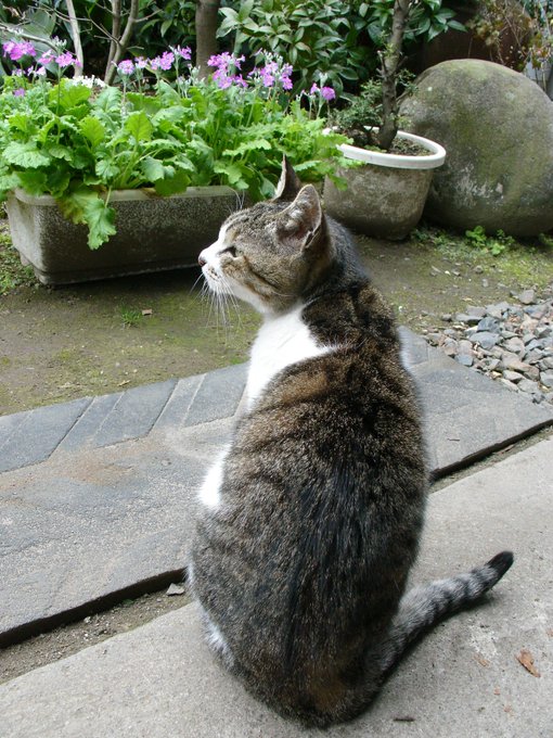 #キジ猫祭り2023

キジ?サバ? 