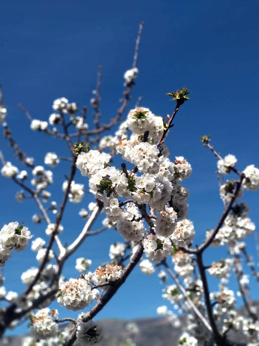 Aturive (Asociación de Turismo de la Vera) tweet media