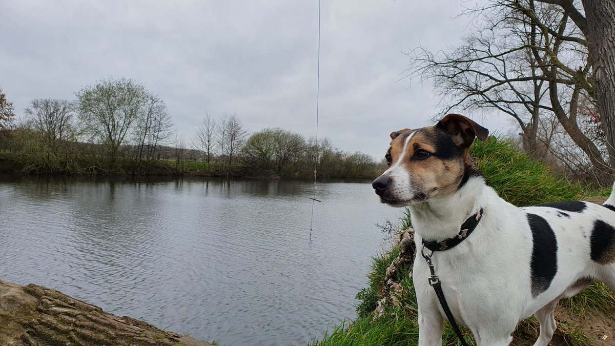 CarolineHoorde's tweet photo. #vrtweer Deinze 14u35 met de neus in de wind 🐕 #maaigemdijk https://t.co/FcrcHsQFm4