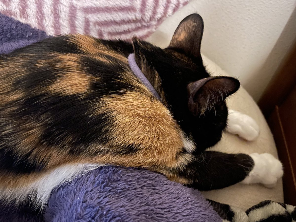 KikisSuper's tweet photo. #CatsOfTwitter #catlovers 
人の腕の上でゴメン寝。 https://t.co/IWZUkvOPA4