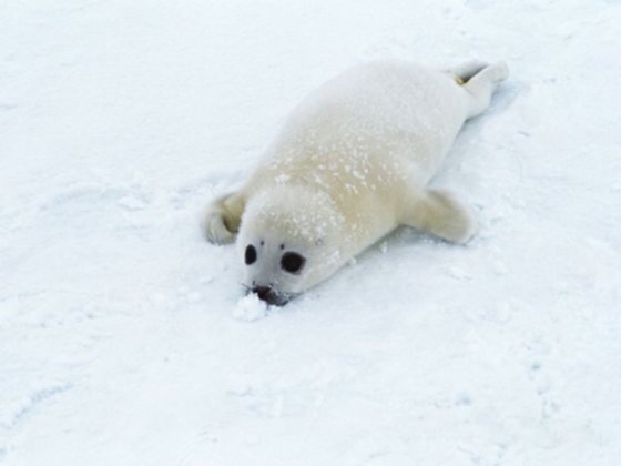 shouldhaveaseal's tweet photo. Happy international seal day!!
#seal #SealTeam #sealife #internationalsealday https://t.co/HsRyUvOs9T
