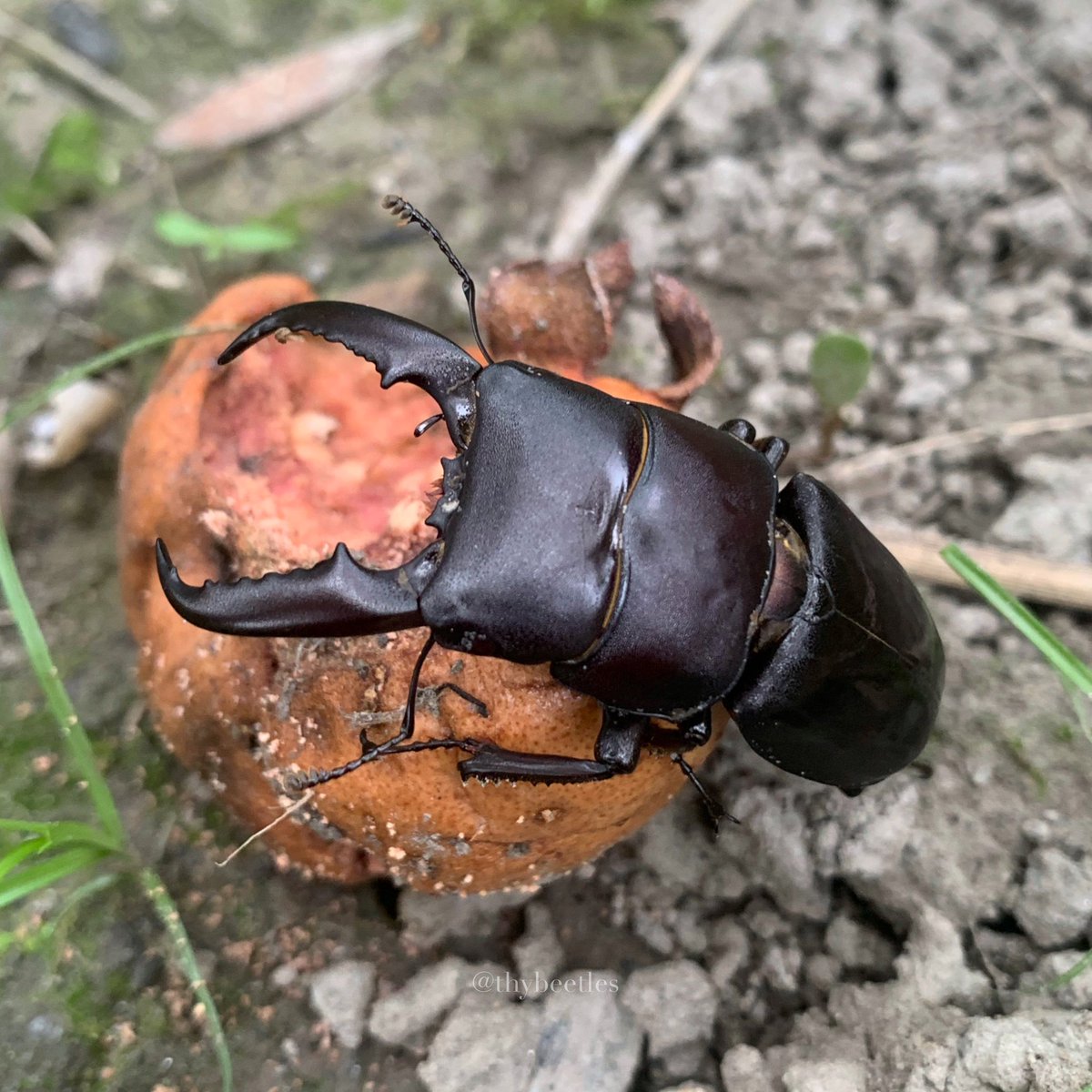 THYbeetles's tweet photo. Dorcus titanus sika 
臺灣扁鍬形蟲
-
宜蘭｜南澳（Nan'ao Township） https://t.co/9uRFRsEtpX