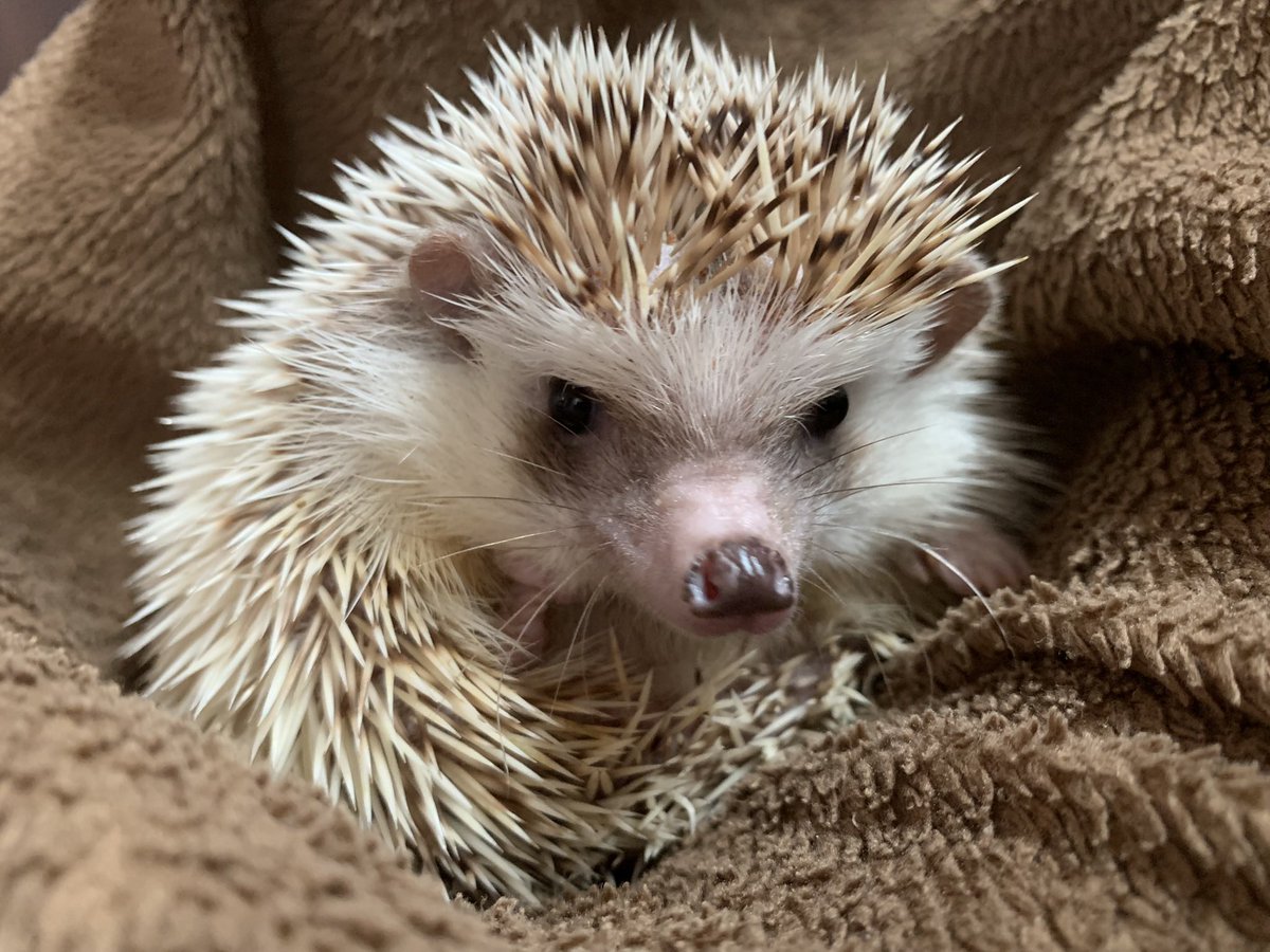 雛菊堂　タチムラシオリ様　ハリネズミちゃん ハリネズミ