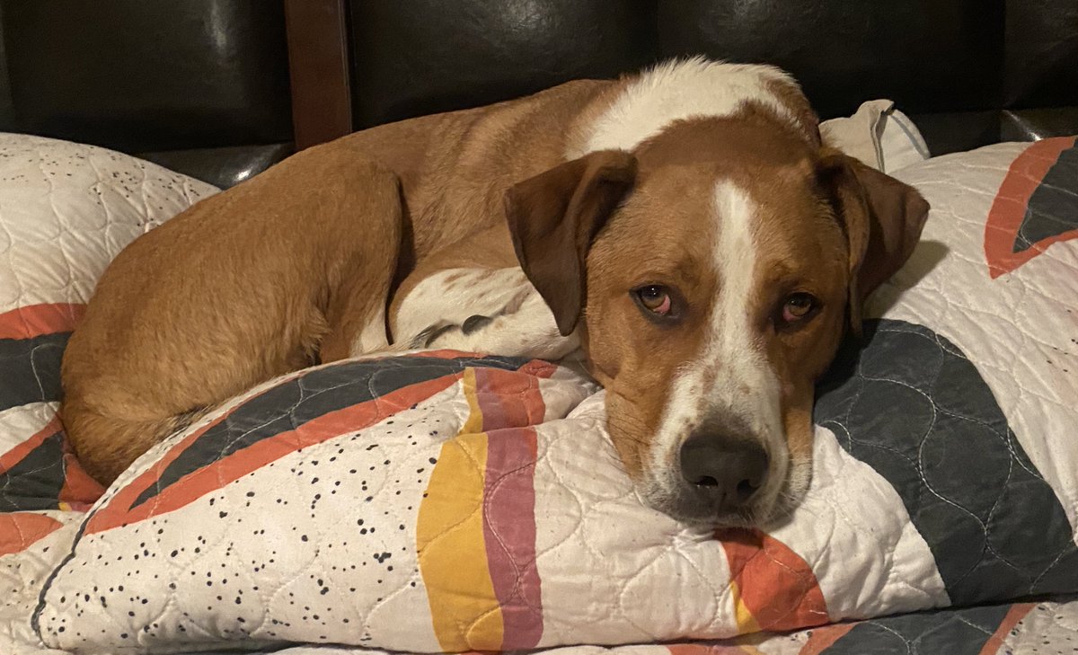 CATOSHISYNDICAT's tweet image. Doing a test. If you have ever been annoyed or trolled by @CATOSHISYNDICAT  please block or unfollow-muting is not sufficient. Do it now. If you don’t block or unfollow then we are best fren and I will keep annoying you. #BARSISBACK