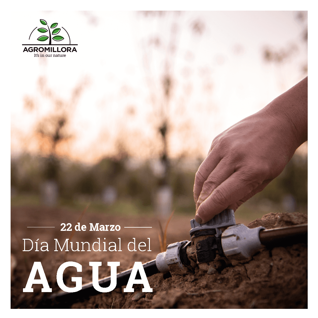 Agromillora tweet media