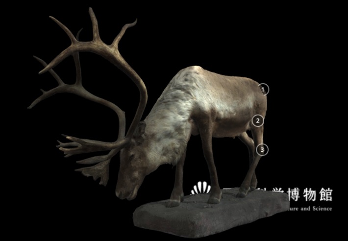 お詫びと訂正】 剥製3Dデジタル図鑑「トナカイ」のURLに誤りがご