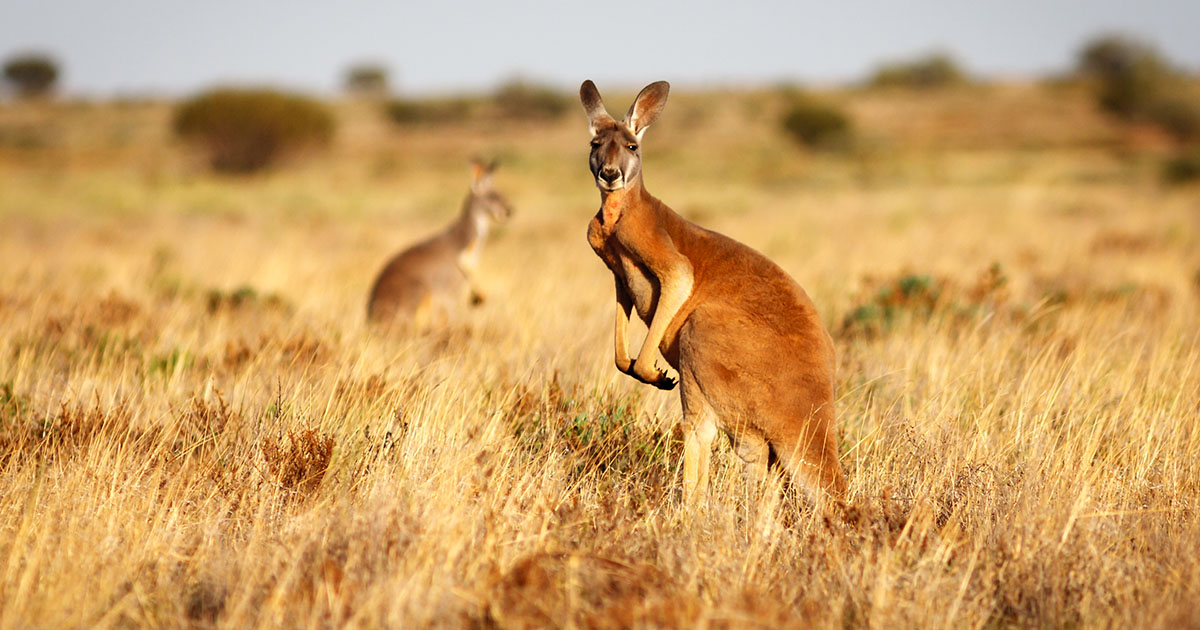 Set out on a luxury solo journey with Vantage and discover the best of Africa and Australia on a one-of-a-kind Land Adventure! Read more, here: bit.ly/3LGcxah

#VantageTravel #AfricanSafari #VisitAfrica #VisitAustralia