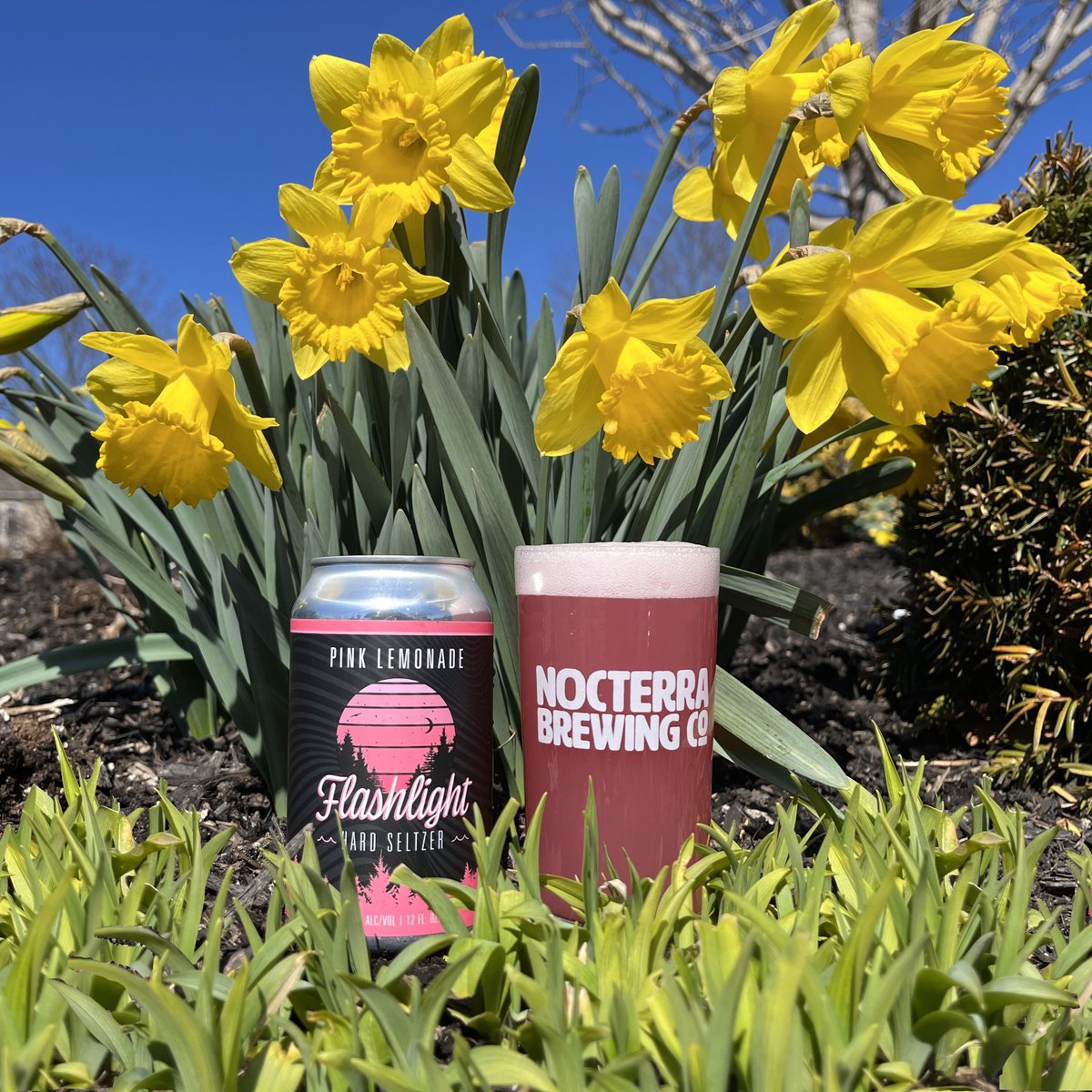 nocterrabrewing's tweet image. Spring is here! When you see the daffodils sprouting, the Flashlight #HardSeltzer is soon to follow. Our newest flavor, #pinklemonade, has been a hit, and we're sure you'll like it. When do you want to stop by and give it a taste?

#glutenfree #naturallyglutenfree #realfruit