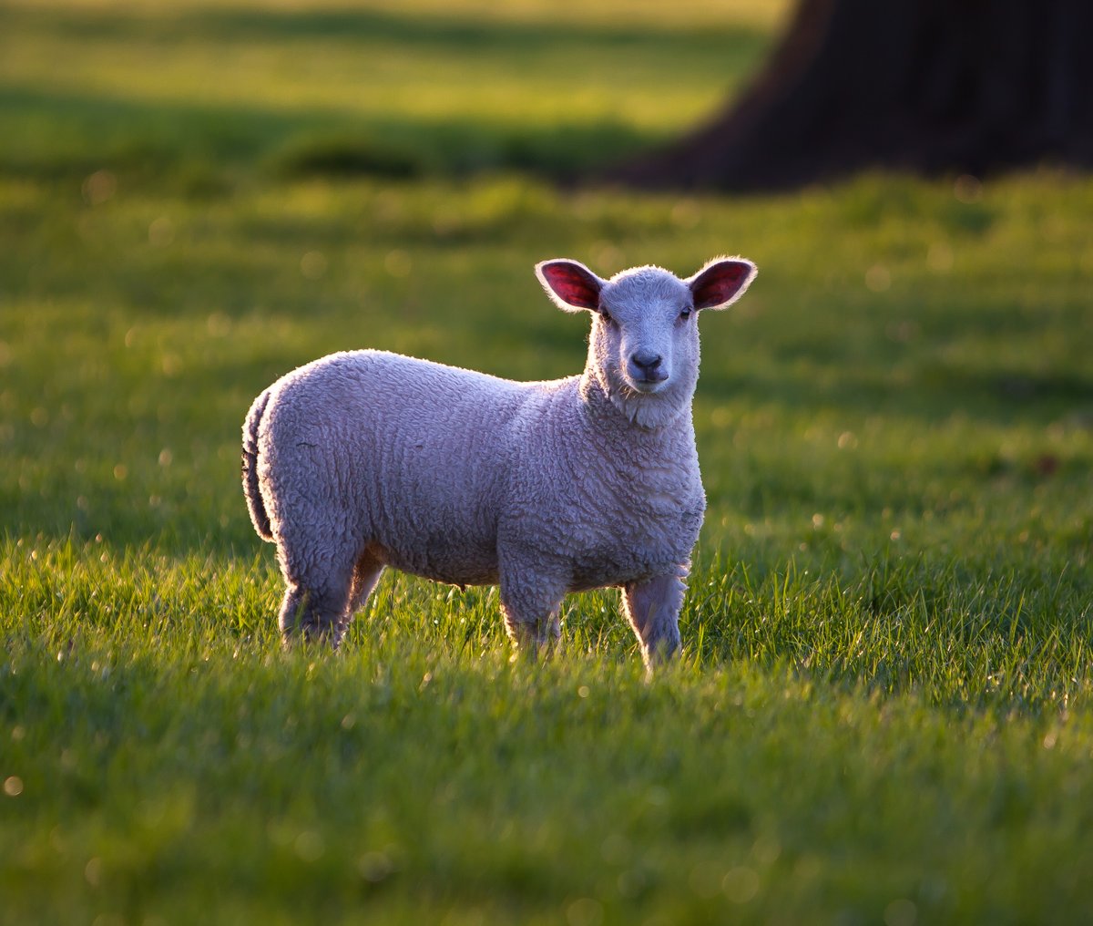 cottagebirdie's tweet photo. Spring is definitely in the air at WL. Ewes and lambs, sunshine and daffodils #SpringBreak2023 #EnglishTourismWeek23 #WeekendFun #ettc #holiday https://t.co/VXs1cmB9jB