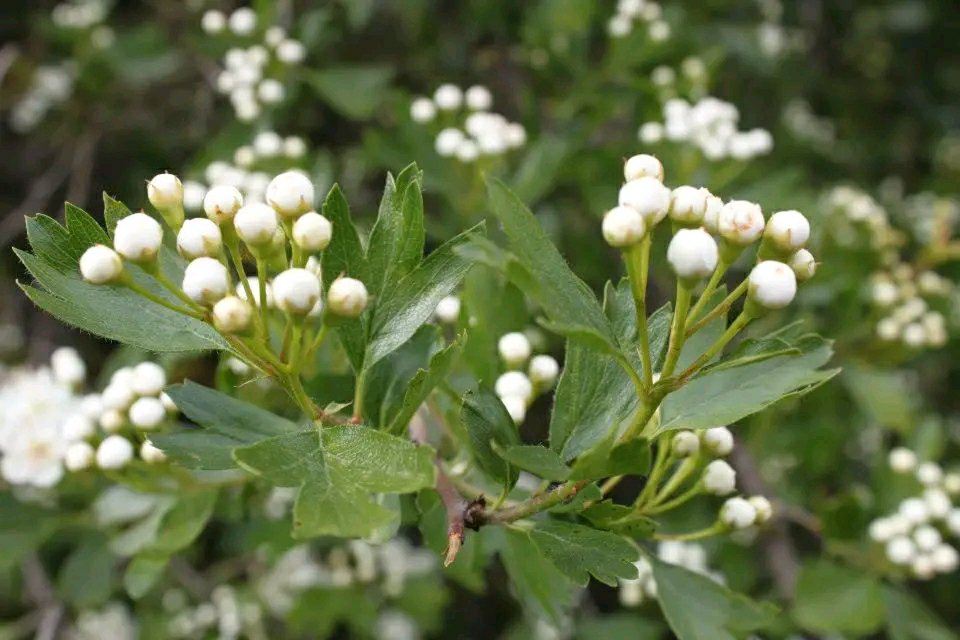ZumayaAc's tweet photo. Últimas plazas para el domingo 26, actividad de identificación de flora en el Sendero Vegueta del Fresno (P.N. Sª de Cardeña y Montoro). Descubre el valle del Río Yeguas una de las zonas de máxima protección de este espacio protegido. Inscríbete: https://t.co/MqLnJAn7vz  GRATIS https://t.co/y6Vp5ajyCh