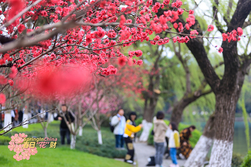 CGTNGlobalBiz's tweet image. China is the hometown of peach trees and peach blossoms are no strangers to the #Chinese community. As this year's Hangzhou Peach Blossom Festival gets underway, a sea of fresh peach blossoms attracts flocks of tourists. #SpringInChina