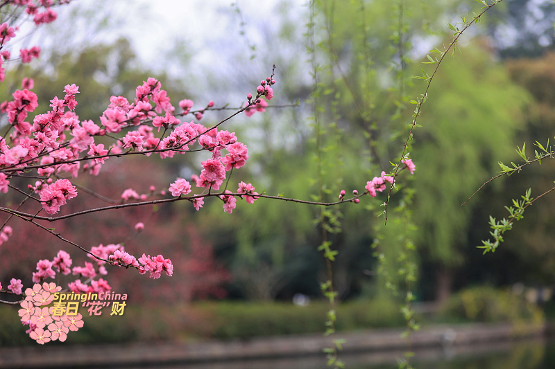 CGTNGlobalBiz's tweet image. China is the hometown of peach trees and peach blossoms are no strangers to the #Chinese community. As this year's Hangzhou Peach Blossom Festival gets underway, a sea of fresh peach blossoms attracts flocks of tourists. #SpringInChina